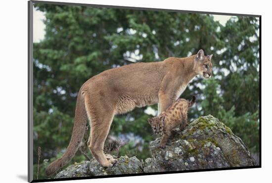 Mountain Lion and Cub-DLILLC-Mounted Photographic Print