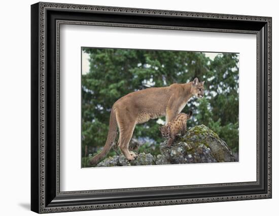 Mountain Lion and Cub-DLILLC-Framed Photographic Print