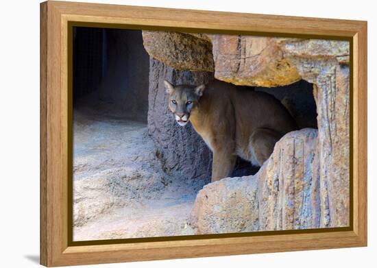 Mountain Lion. Captive, Arizona, Sonoran Desert Museum-Richard Wright-Framed Premier Image Canvas