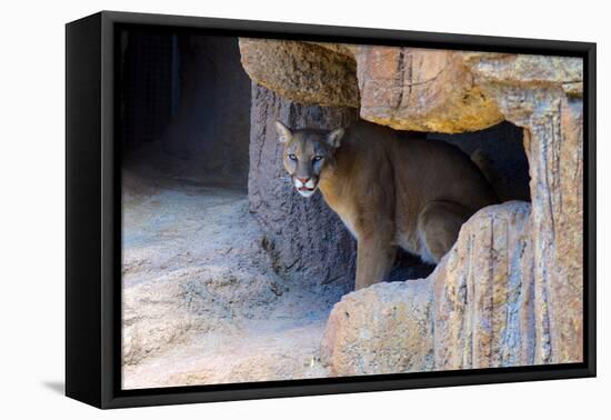 Mountain Lion. Captive, Arizona, Sonoran Desert Museum-Richard Wright-Framed Premier Image Canvas