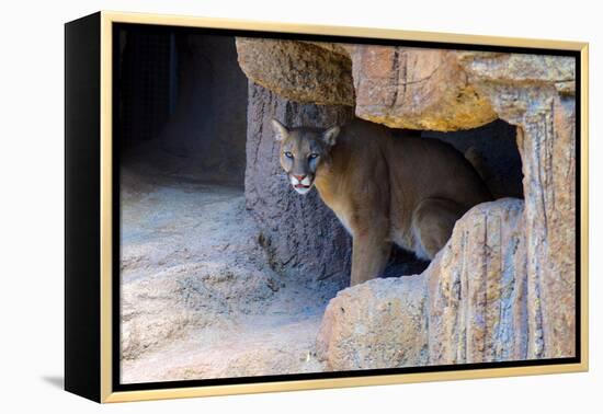 Mountain Lion. Captive, Arizona, Sonoran Desert Museum-Richard Wright-Framed Premier Image Canvas