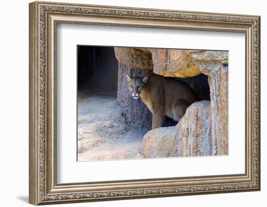 Mountain Lion. Captive, Arizona, Sonoran Desert Museum-Richard Wright-Framed Photographic Print