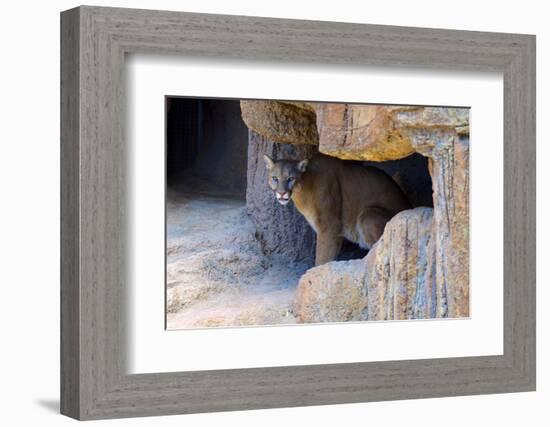 Mountain Lion. Captive, Arizona, Sonoran Desert Museum-Richard Wright-Framed Photographic Print