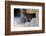 Mountain Lion. Captive, Arizona, Sonoran Desert Museum-Richard Wright-Framed Photographic Print