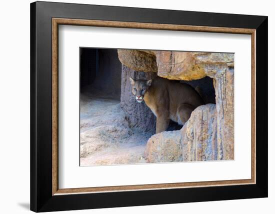 Mountain Lion. Captive, Arizona, Sonoran Desert Museum-Richard Wright-Framed Photographic Print