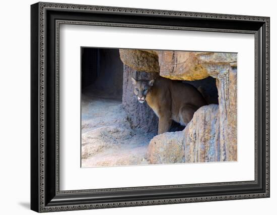 Mountain Lion. Captive, Arizona, Sonoran Desert Museum-Richard Wright-Framed Photographic Print