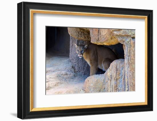 Mountain Lion. Captive, Arizona, Sonoran Desert Museum-Richard Wright-Framed Photographic Print