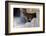 Mountain Lion. Captive, Arizona, Sonoran Desert Museum-Richard Wright-Framed Photographic Print