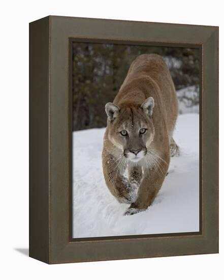 Mountain Lion (Cougar) (Felis Concolor) in Snow in Captivity, Near Bozeman, Montana-James Hager-Framed Premier Image Canvas