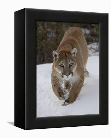 Mountain Lion (Cougar) (Felis Concolor) in Snow in Captivity, Near Bozeman, Montana-James Hager-Framed Premier Image Canvas