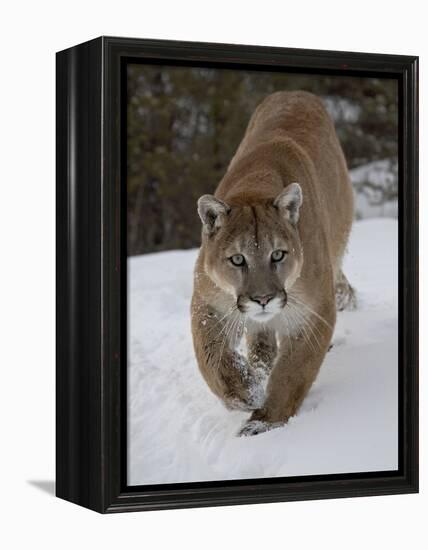 Mountain Lion (Cougar) (Felis Concolor) in Snow in Captivity, Near Bozeman, Montana-James Hager-Framed Premier Image Canvas