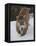 Mountain Lion (Cougar) (Felis Concolor) in Snow in Captivity, Near Bozeman, Montana-James Hager-Framed Premier Image Canvas