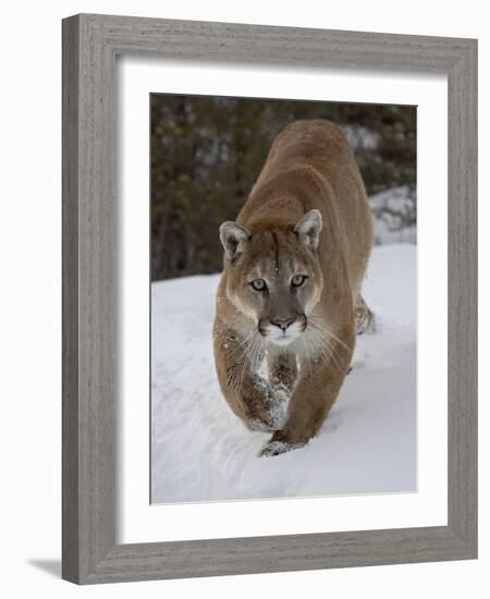 Mountain Lion (Cougar) (Felis Concolor) in Snow in Captivity, Near Bozeman, Montana-James Hager-Framed Photographic Print