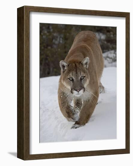 Mountain Lion (Cougar) (Felis Concolor) in Snow in Captivity, Near Bozeman, Montana-James Hager-Framed Photographic Print