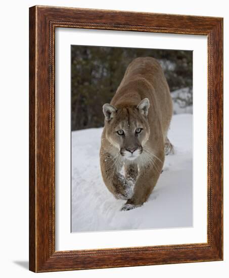 Mountain Lion (Cougar) (Felis Concolor) in Snow in Captivity, Near Bozeman, Montana-James Hager-Framed Photographic Print