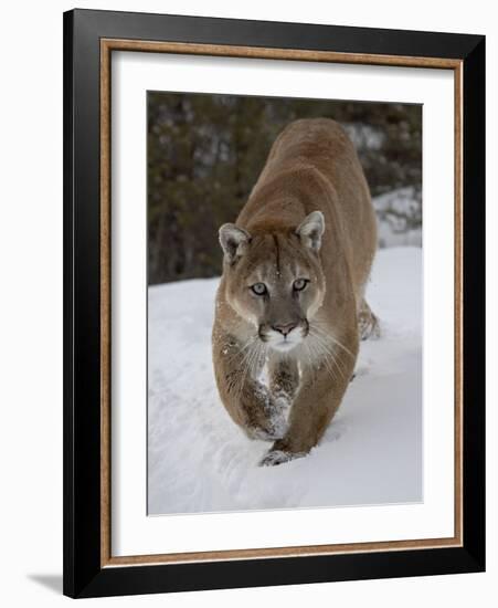 Mountain Lion (Cougar) (Felis Concolor) in Snow in Captivity, Near Bozeman, Montana-James Hager-Framed Photographic Print