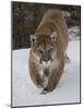 Mountain Lion (Cougar) (Felis Concolor) in Snow in Captivity, Near Bozeman, Montana-James Hager-Mounted Photographic Print