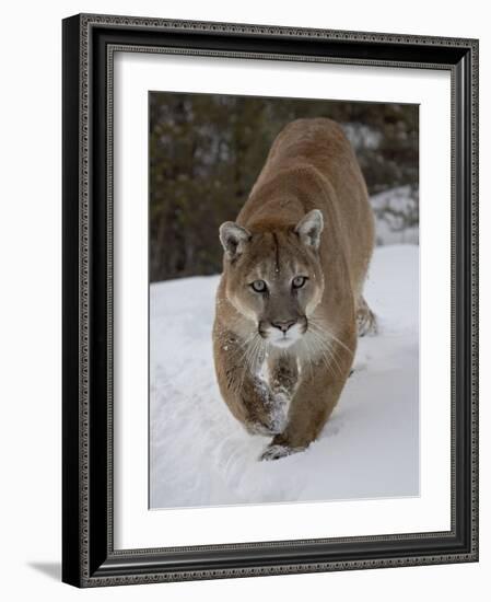 Mountain Lion (Cougar) (Felis Concolor) in Snow in Captivity, Near Bozeman, Montana-James Hager-Framed Photographic Print