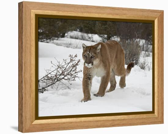 Mountain Lion (Cougar) (Felis Concolor) in Snow in Captivity, Near Bozeman, Montana-null-Framed Premier Image Canvas