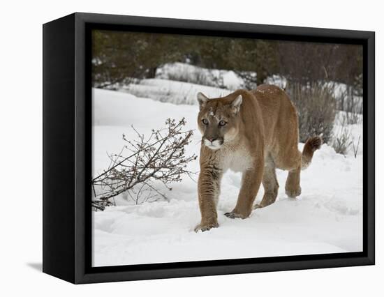 Mountain Lion (Cougar) (Felis Concolor) in Snow in Captivity, Near Bozeman, Montana-null-Framed Premier Image Canvas