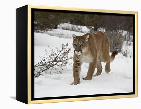 Mountain Lion (Cougar) (Felis Concolor) in Snow in Captivity, Near Bozeman, Montana-null-Framed Premier Image Canvas