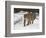 Mountain Lion (Cougar) (Felis Concolor) in Snow in Captivity, Near Bozeman, Montana-null-Framed Photographic Print