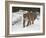 Mountain Lion (Cougar) (Felis Concolor) in Snow in Captivity, Near Bozeman, Montana-null-Framed Photographic Print