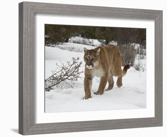 Mountain Lion (Cougar) (Felis Concolor) in Snow in Captivity, Near Bozeman, Montana-null-Framed Photographic Print