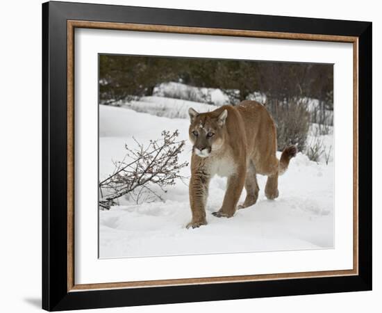 Mountain Lion (Cougar) (Felis Concolor) in Snow in Captivity, Near Bozeman, Montana-null-Framed Photographic Print