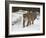 Mountain Lion (Cougar) (Felis Concolor) in Snow in Captivity, Near Bozeman, Montana-null-Framed Photographic Print