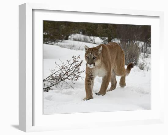 Mountain Lion (Cougar) (Felis Concolor) in Snow in Captivity, Near Bozeman, Montana-null-Framed Photographic Print