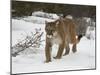 Mountain Lion (Cougar) (Felis Concolor) in Snow in Captivity, Near Bozeman, Montana-null-Mounted Photographic Print