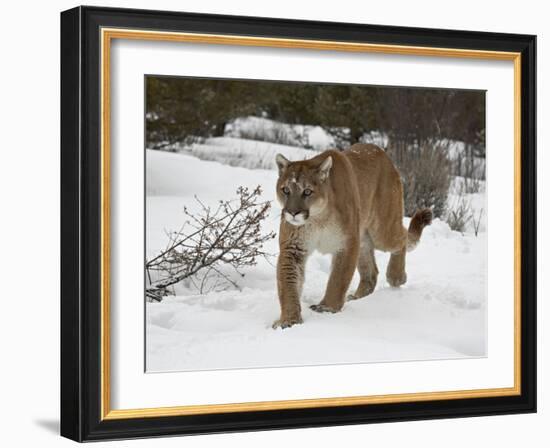 Mountain Lion (Cougar) (Felis Concolor) in Snow in Captivity, Near Bozeman, Montana-null-Framed Photographic Print