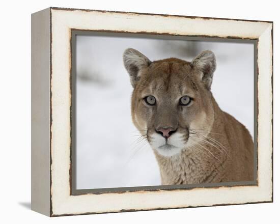 Mountain Lion (Cougar) (Felis Concolor) in Snow in Captivity, Near Bozeman, Montana-null-Framed Premier Image Canvas