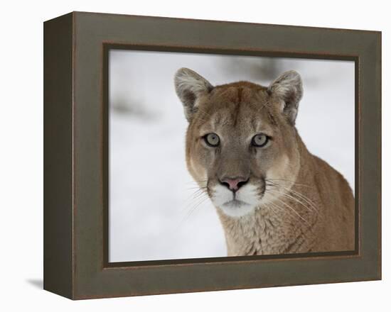 Mountain Lion (Cougar) (Felis Concolor) in Snow in Captivity, Near Bozeman, Montana-null-Framed Premier Image Canvas