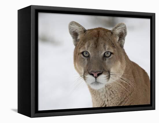 Mountain Lion (Cougar) (Felis Concolor) in Snow in Captivity, Near Bozeman, Montana-null-Framed Premier Image Canvas