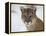 Mountain Lion (Cougar) (Felis Concolor) in Snow in Captivity, Near Bozeman, Montana-null-Framed Premier Image Canvas