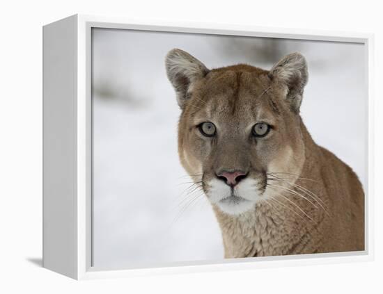 Mountain Lion (Cougar) (Felis Concolor) in Snow in Captivity, Near Bozeman, Montana-null-Framed Premier Image Canvas