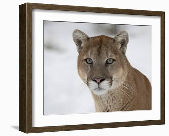 Mountain Lion (Cougar) (Felis Concolor) in Snow in Captivity, Near Bozeman, Montana-null-Framed Photographic Print
