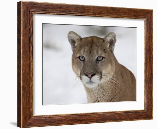 Mountain Lion (Cougar) (Felis Concolor) in Snow in Captivity, Near Bozeman, Montana-null-Framed Photographic Print