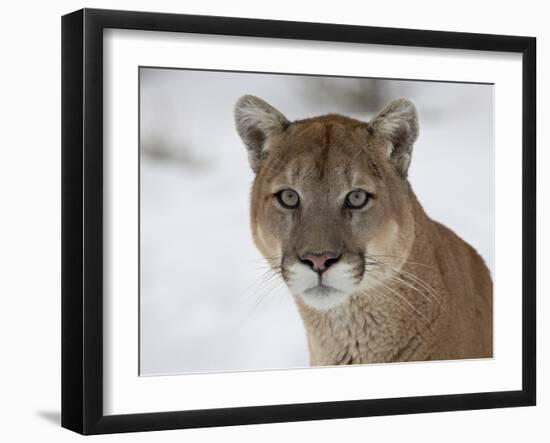 Mountain Lion (Cougar) (Felis Concolor) in Snow in Captivity, Near Bozeman, Montana-null-Framed Photographic Print