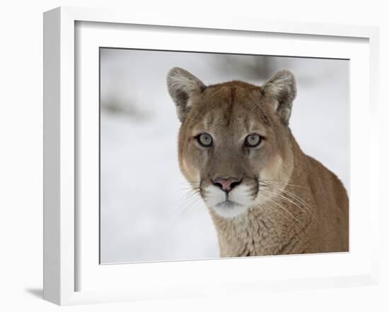 Mountain Lion (Cougar) (Felis Concolor) in Snow in Captivity, Near Bozeman, Montana-null-Framed Photographic Print