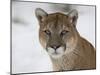 Mountain Lion (Cougar) (Felis Concolor) in Snow in Captivity, Near Bozeman, Montana-null-Mounted Photographic Print