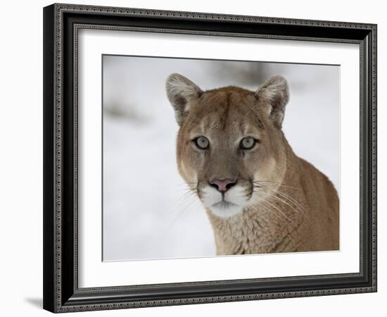 Mountain Lion (Cougar) (Felis Concolor) in Snow in Captivity, Near Bozeman, Montana-null-Framed Photographic Print