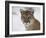 Mountain Lion (Cougar) (Felis Concolor) in Snow in Captivity, Near Bozeman, Montana-null-Framed Photographic Print