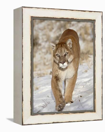 Mountain Lion (Cougar) (Felis Concolor) in the Snow, in Captivity, Near Bozeman, Montana, USA-James Hager-Framed Premier Image Canvas