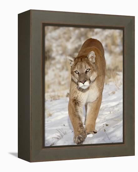 Mountain Lion (Cougar) (Felis Concolor) in the Snow, in Captivity, Near Bozeman, Montana, USA-James Hager-Framed Premier Image Canvas