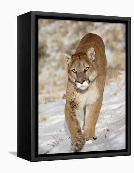 Mountain Lion (Cougar) (Felis Concolor) in the Snow, in Captivity, Near Bozeman, Montana, USA-James Hager-Framed Premier Image Canvas