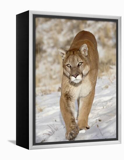 Mountain Lion (Cougar) (Felis Concolor) in the Snow, in Captivity, Near Bozeman, Montana, USA-James Hager-Framed Premier Image Canvas