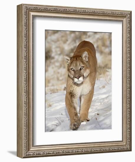 Mountain Lion (Cougar) (Felis Concolor) in the Snow, in Captivity, Near Bozeman, Montana, USA-James Hager-Framed Photographic Print